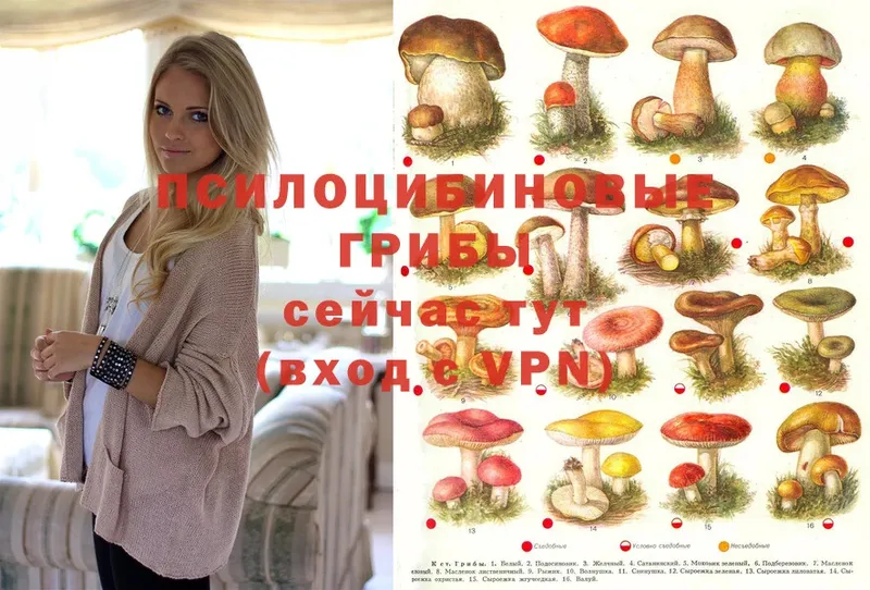 Псилоцибиновые грибы Psilocybine cubensis  наркотики  Горнозаводск 